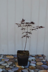Acer palmatum atropurpureum