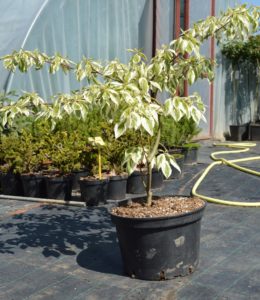 Cornus controversa variegata