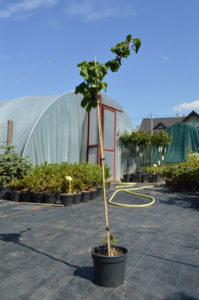 Corylus concorta