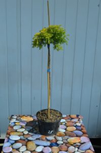 Juniperus conferta "all gold"