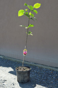 Magnolia genia