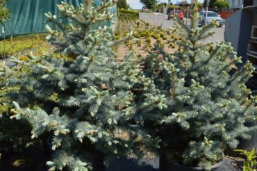 Picea pungens S.B.S.