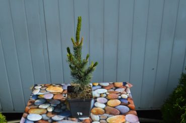 Pinus "aristata"