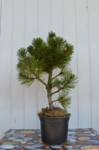 Pinus heldreichii satelit