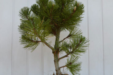 Pinus heldreichii satelit