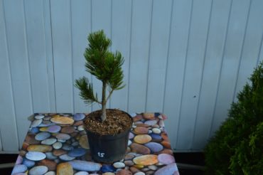 Pinus heldreichii "satelit"