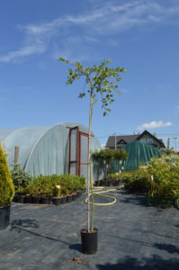 Salix integra pendula