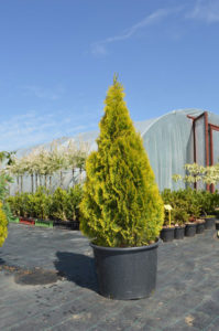 Thuja golden smaragd