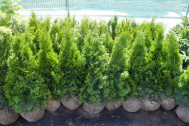 Thuja occidentalis brabant