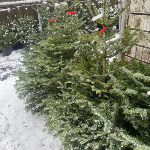 Vánoční stromečky